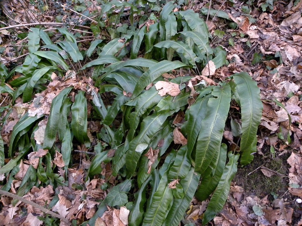 Asplenium scolopendrium